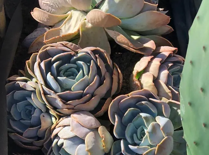 Casa Mami - Luxury And Pool - * Σορέντο